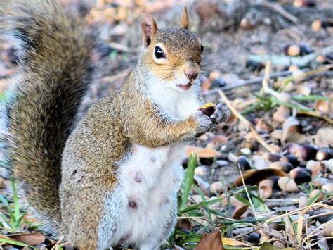 com is updated by our users community with new <strong>Squirrel GIFs</strong> every day! We have the largest library of xxx GIFs on the web. . Squirrel porn